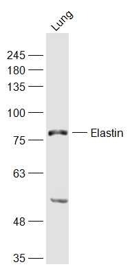 Anti-Elastin Polyclonal Antibody