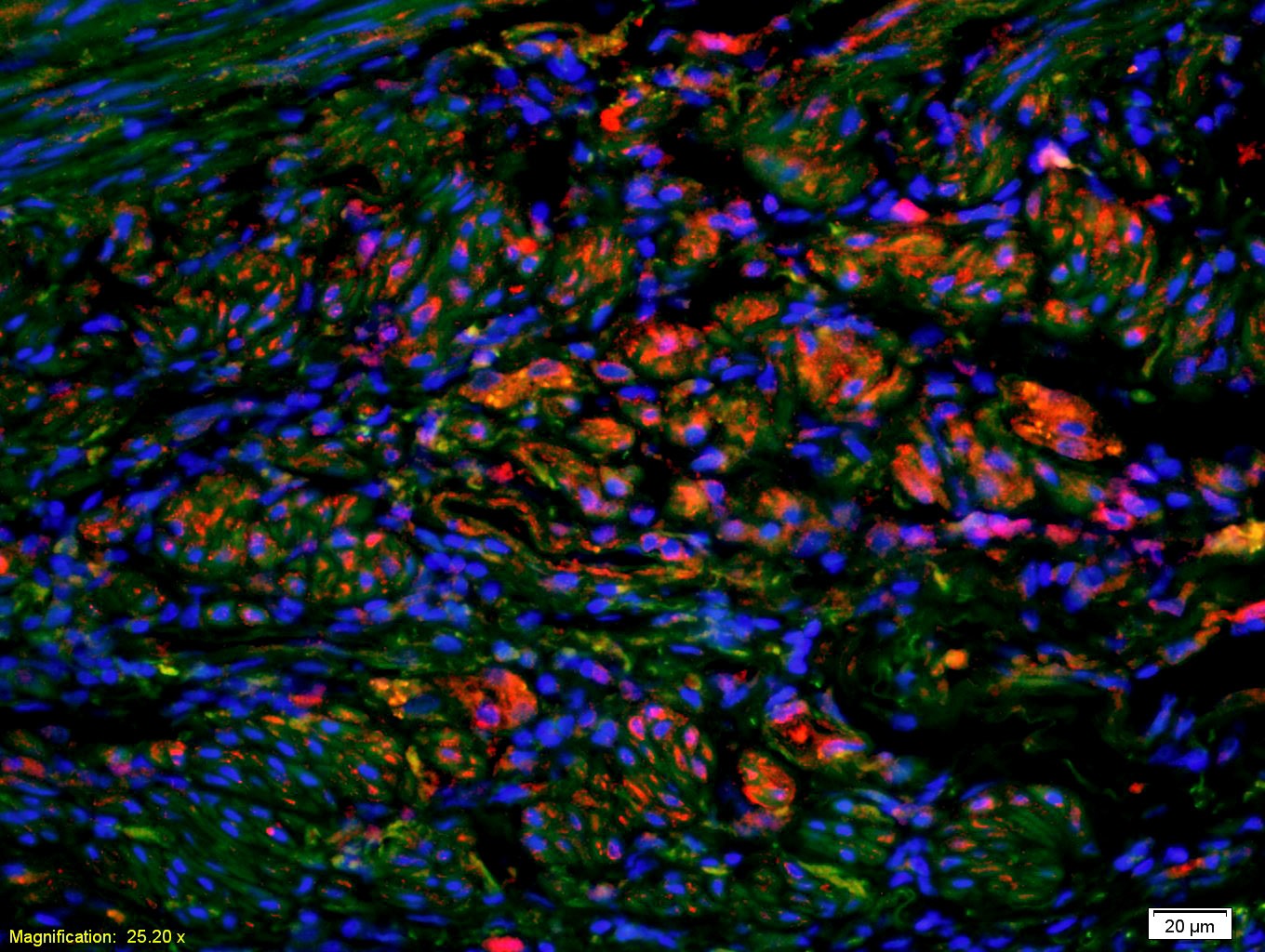 Anti-Fas Ligand Polyclonal Antibody