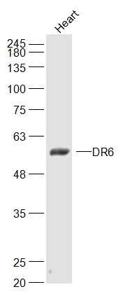 Anti-DR6 Polyclonal Antibody