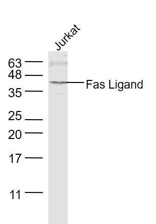 Anti-Fas Ligand Polyclonal Antibody