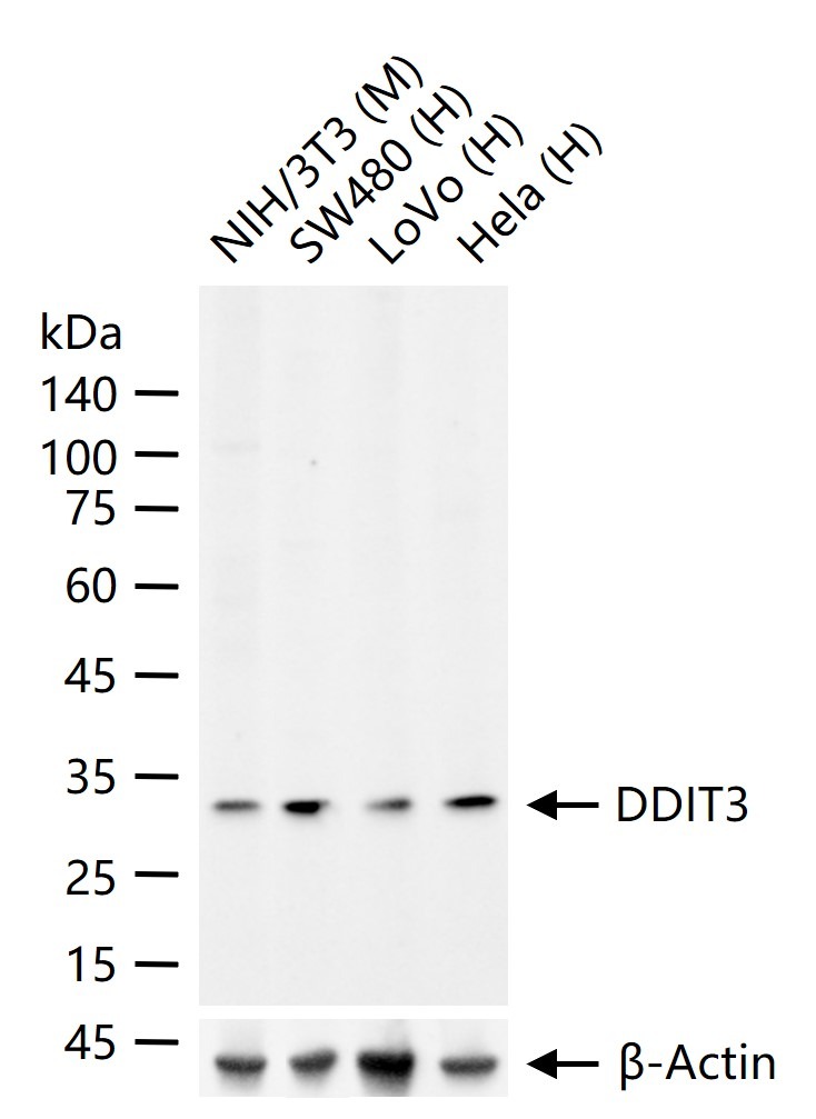Anti-DDIT3 Polyclonal Antibody