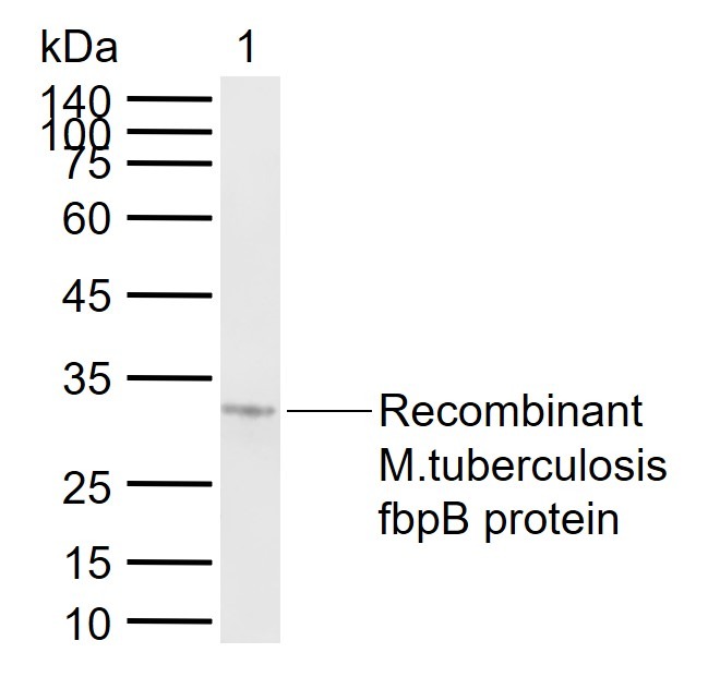 Anti-FbpB Polyclonal Antibody