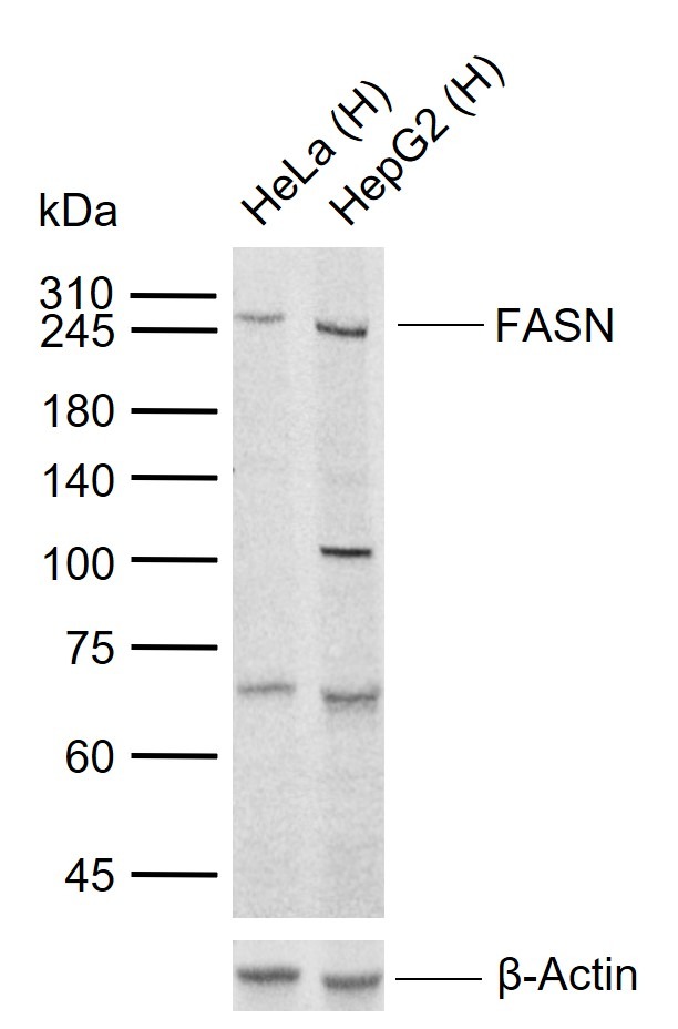 Anti-FASN Polyclonal Antibody