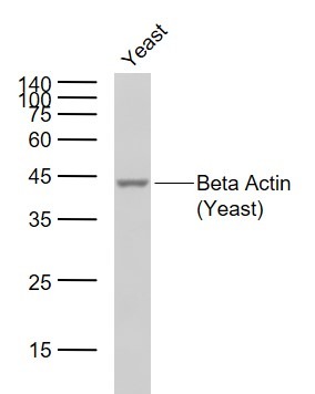 Beta-Actin (Yeast) Loading Control Polyclonal Antibody