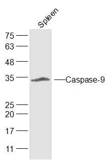 Anti-Caspase-9 Polyclonal Antibody 3