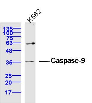 Anti-Caspase-9 Polyclonal Antibody 3