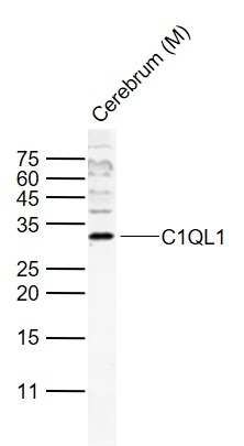 Anti-C1QL1 Polyclonal Antibody