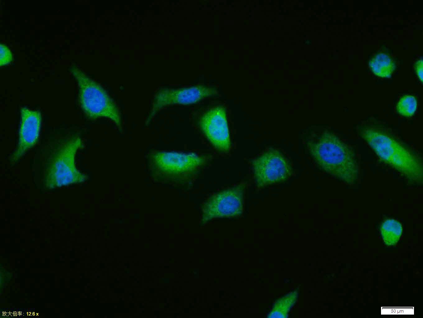 Anti-Caspase-9 Polyclonal Antibody