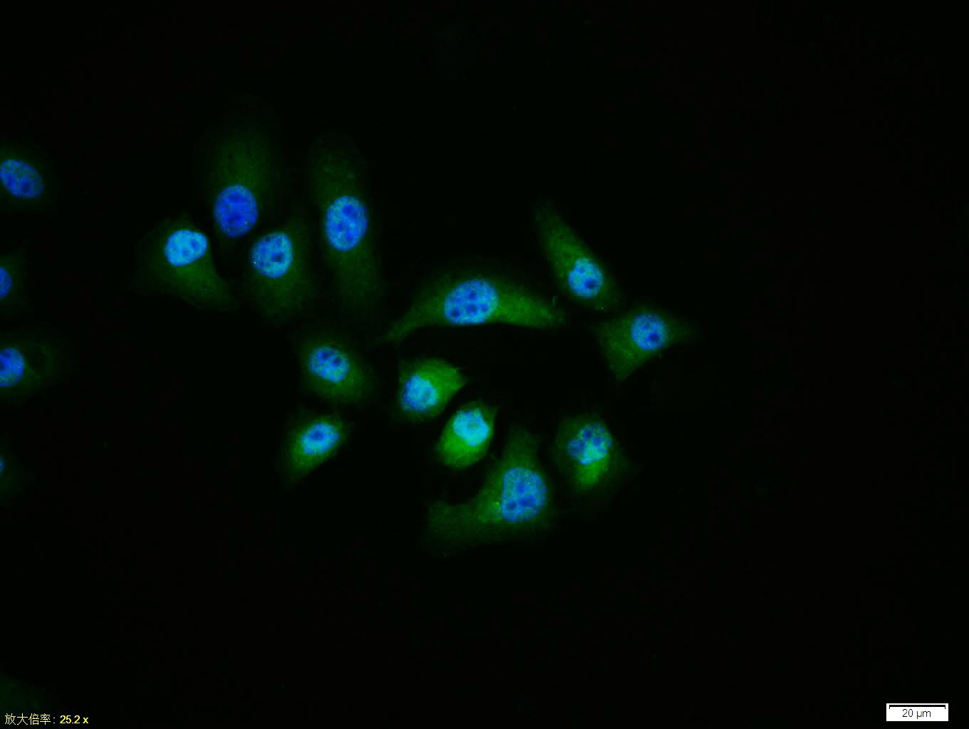 Anti-Caspase-9 Polyclonal Antibody 2