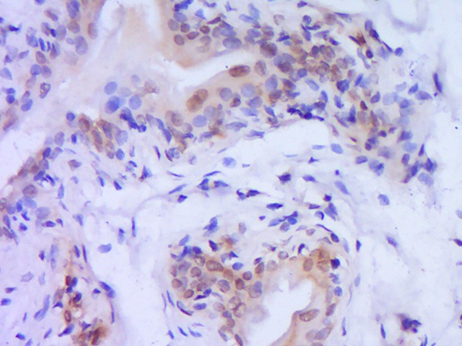 Anti-Caspase-9 Polyclonal Antibody 2
