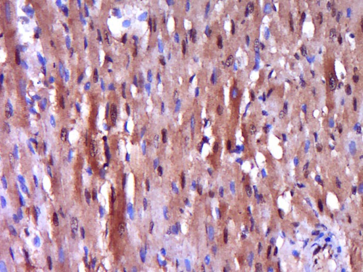 Anti-Caspase-9 Polyclonal Antibody 2