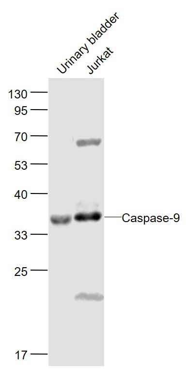 Anti-Caspase-9 Polyclonal Antibody 3