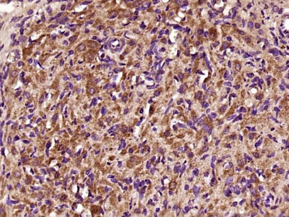 Anti-CAV1 Polyclonal Antibody