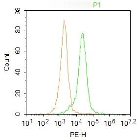 Anti-Catalase/CAT Polyclonal Antibody