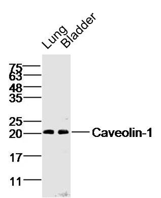 Anti-CAV1 Polyclonal Antibody