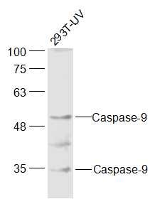 Anti-Caspase-9 Polyclonal Antibody