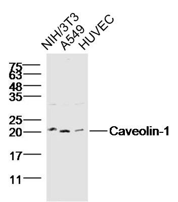 Anti-CAV1 Polyclonal Antibody
