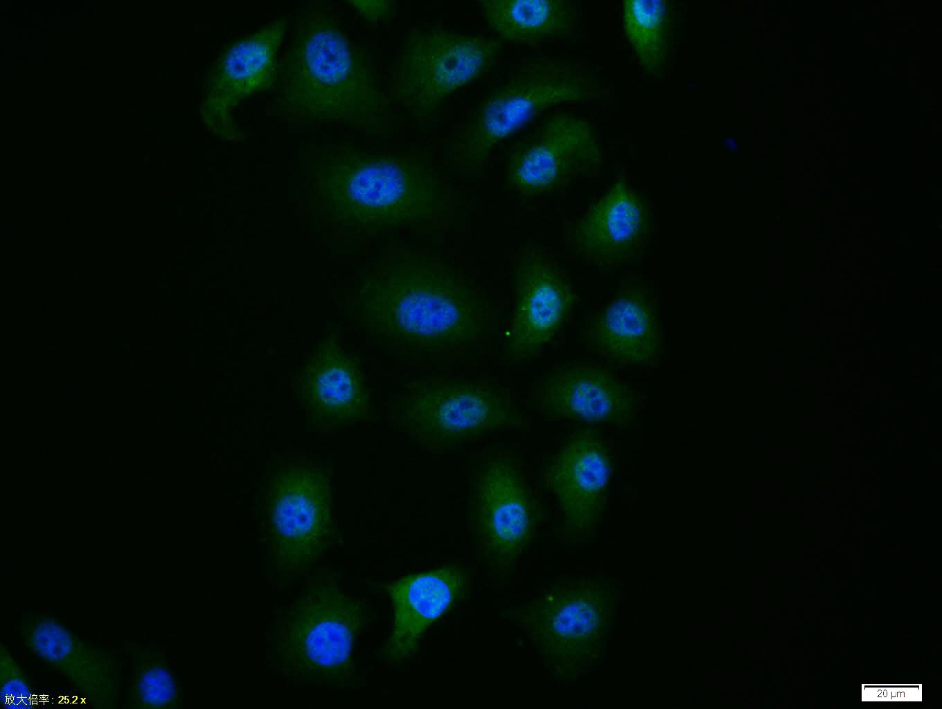 Anti-Caspase-9 Polyclonal Antibody 3