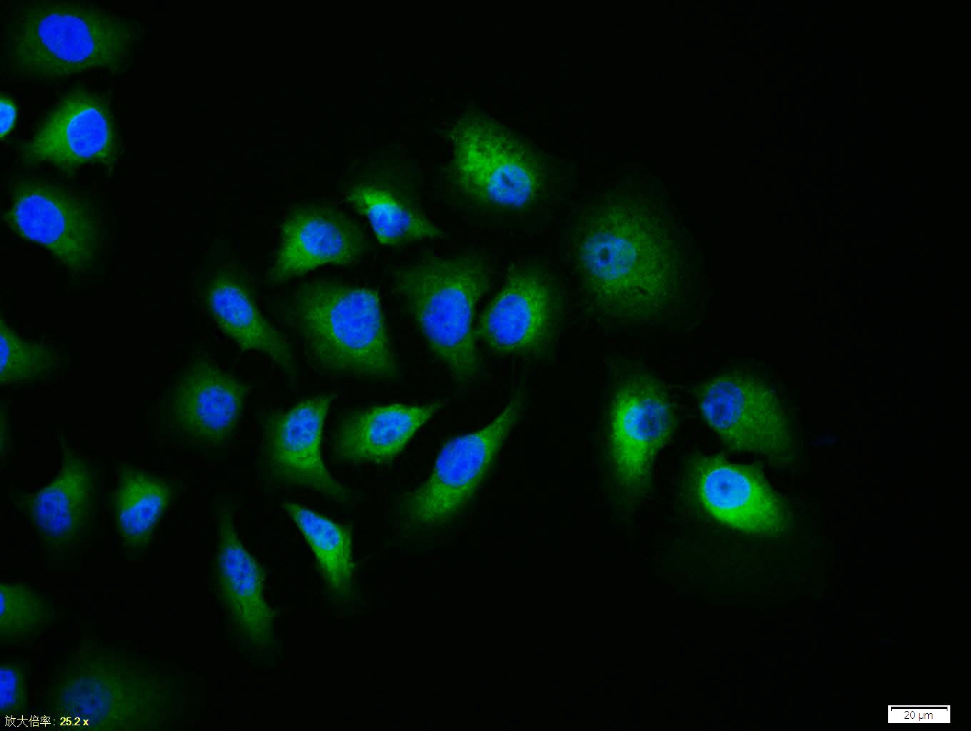 Anti-Caspase-9 Polyclonal Antibody