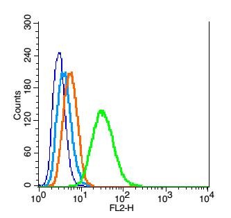 Anti-Caspase-9 Polyclonal Antibody