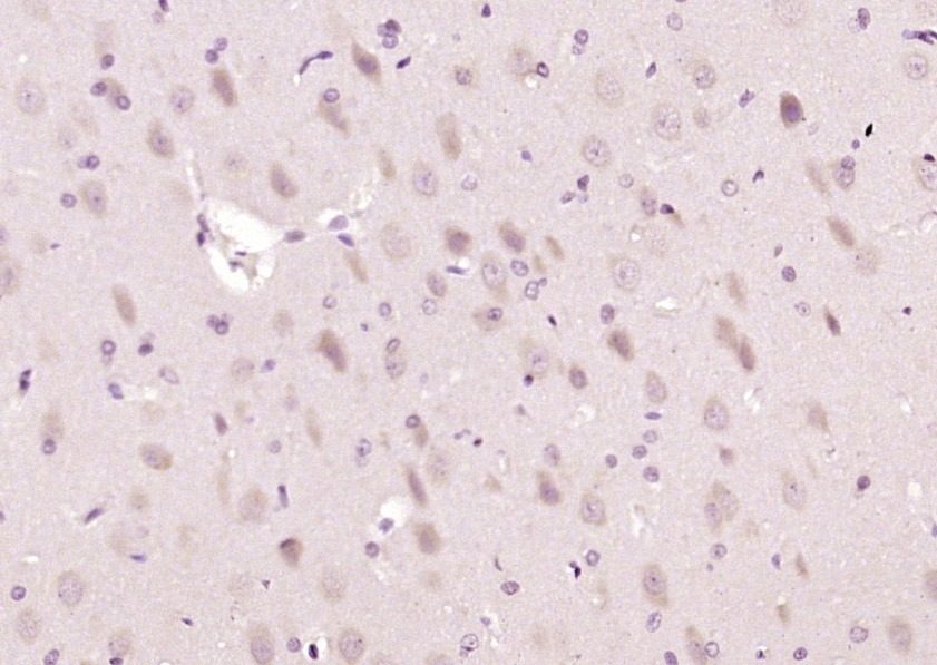Anti-C1QL1 Polyclonal Antibody
