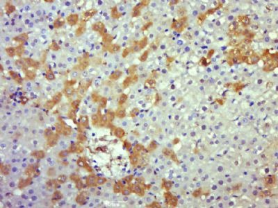 Anti-Caspase-8 Polyclonal Antibody