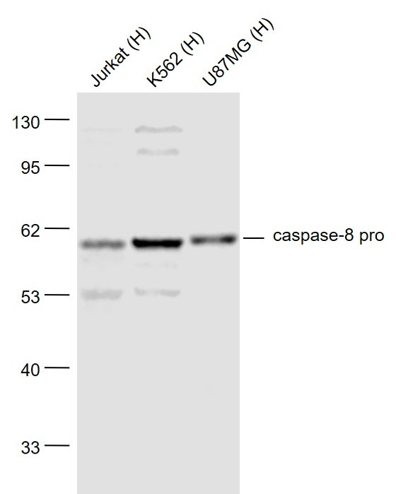 Anti-Caspase-8 subunit p18 Polyclonal Antibody