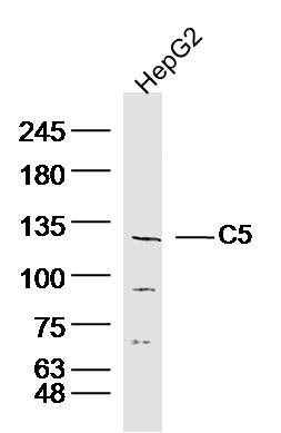 Anti-C5a Polyclonal Antibody