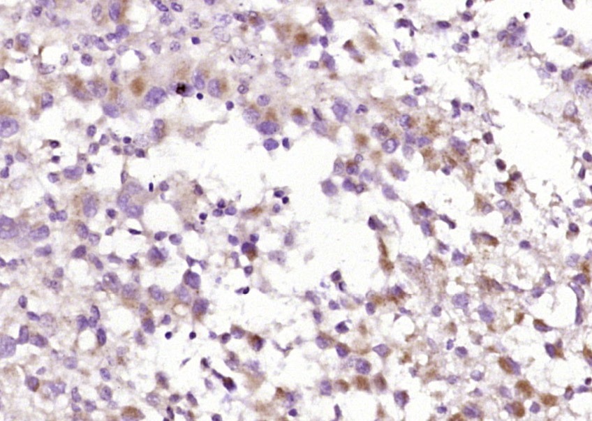 Anti-C1QC Polyclonal Antibody