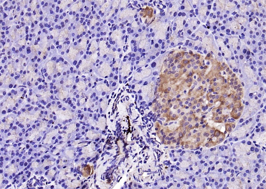 Anti-Caspase-9 Polyclonal Antibody