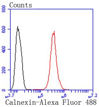Anti-Calnexin Antibody (2Z111)