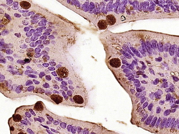 Anti-CCL26 Polyclonal Antibody