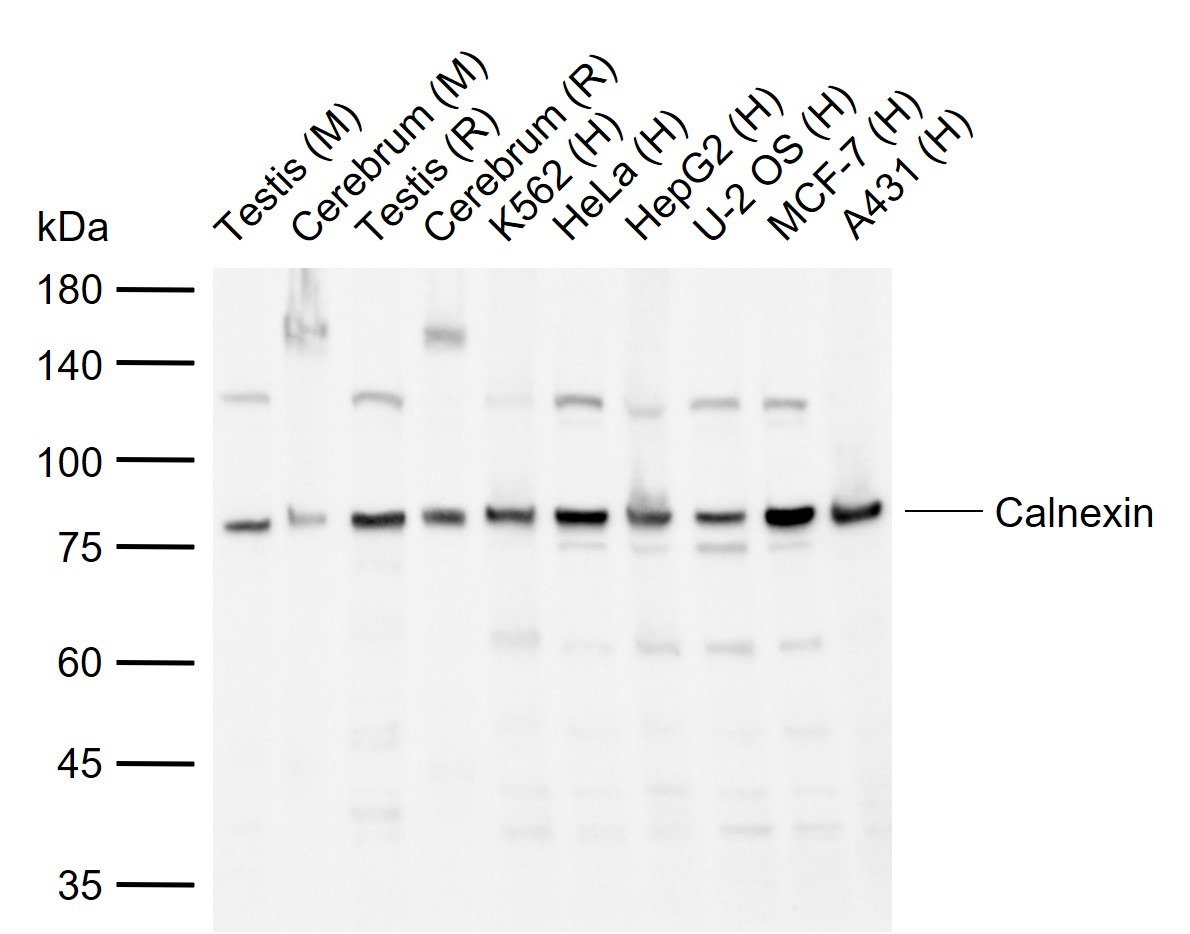 Anti-Calnexin Polyclonal Antibody
