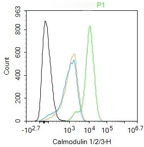 Anti-CALM1 Polyclonal Antibody