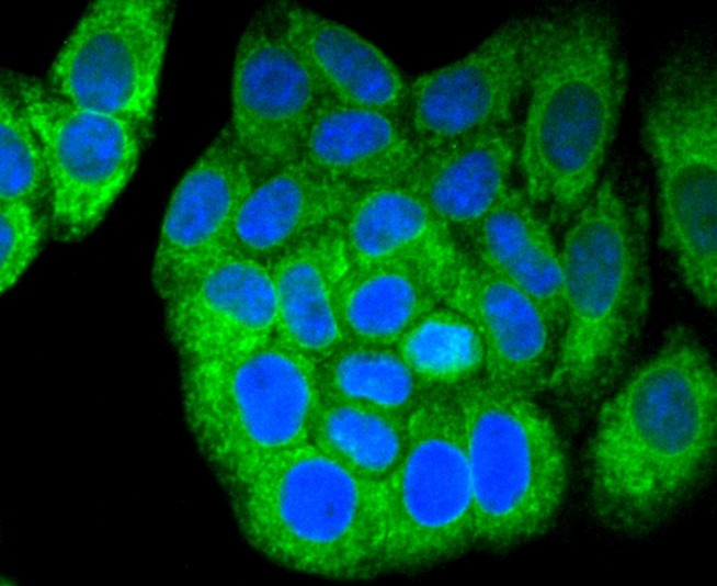 Anti-Calnexin Antibody (2Z111)
