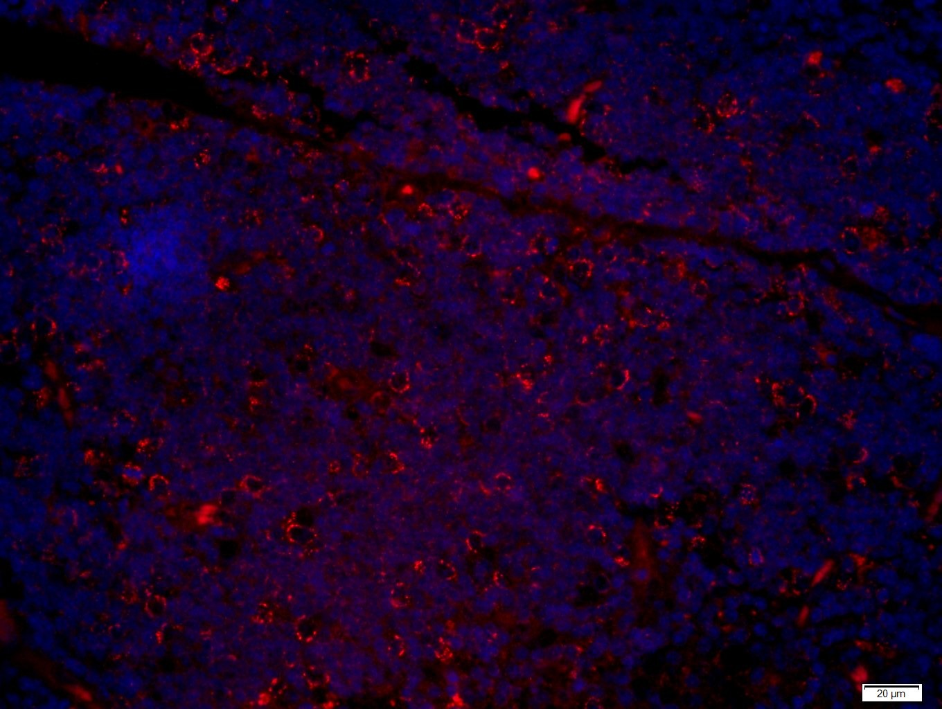 Anti-CCL25 Polyclonal Antibody