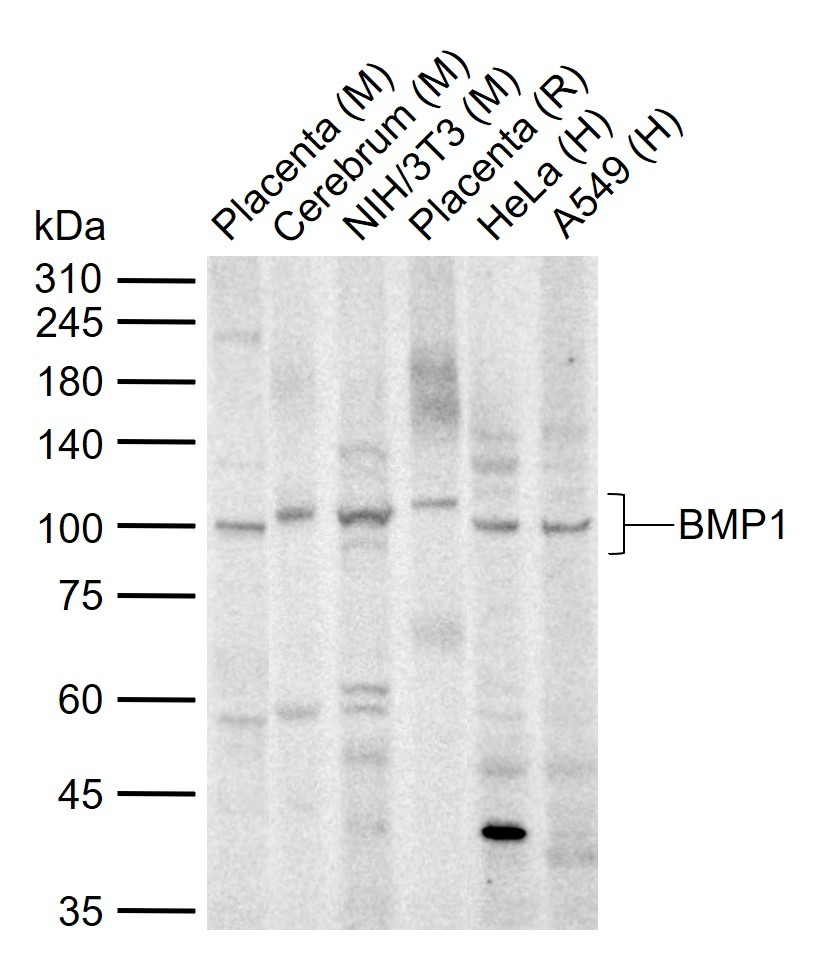 Anti-BMP-1 Polyclonal Antibody