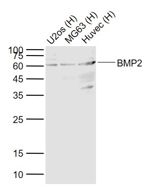 Anti-BMP-2 Polyclonal Antibody
