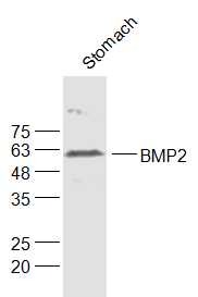 Anti-BMP-2 Polyclonal Antibody 2