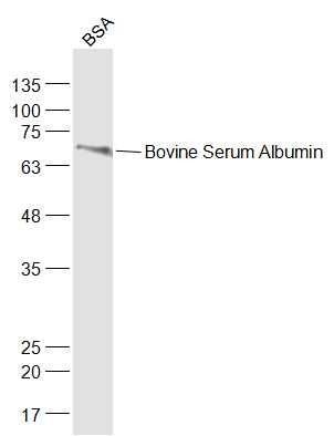 Anti-Bovine Serum Albumin Polyclonal Antibody