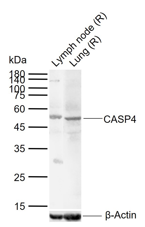 Anti-CASP4 Polyclonal Antibody