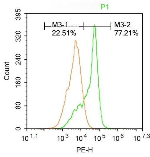 Anti-CAMKK2 Polyclonal Antibody