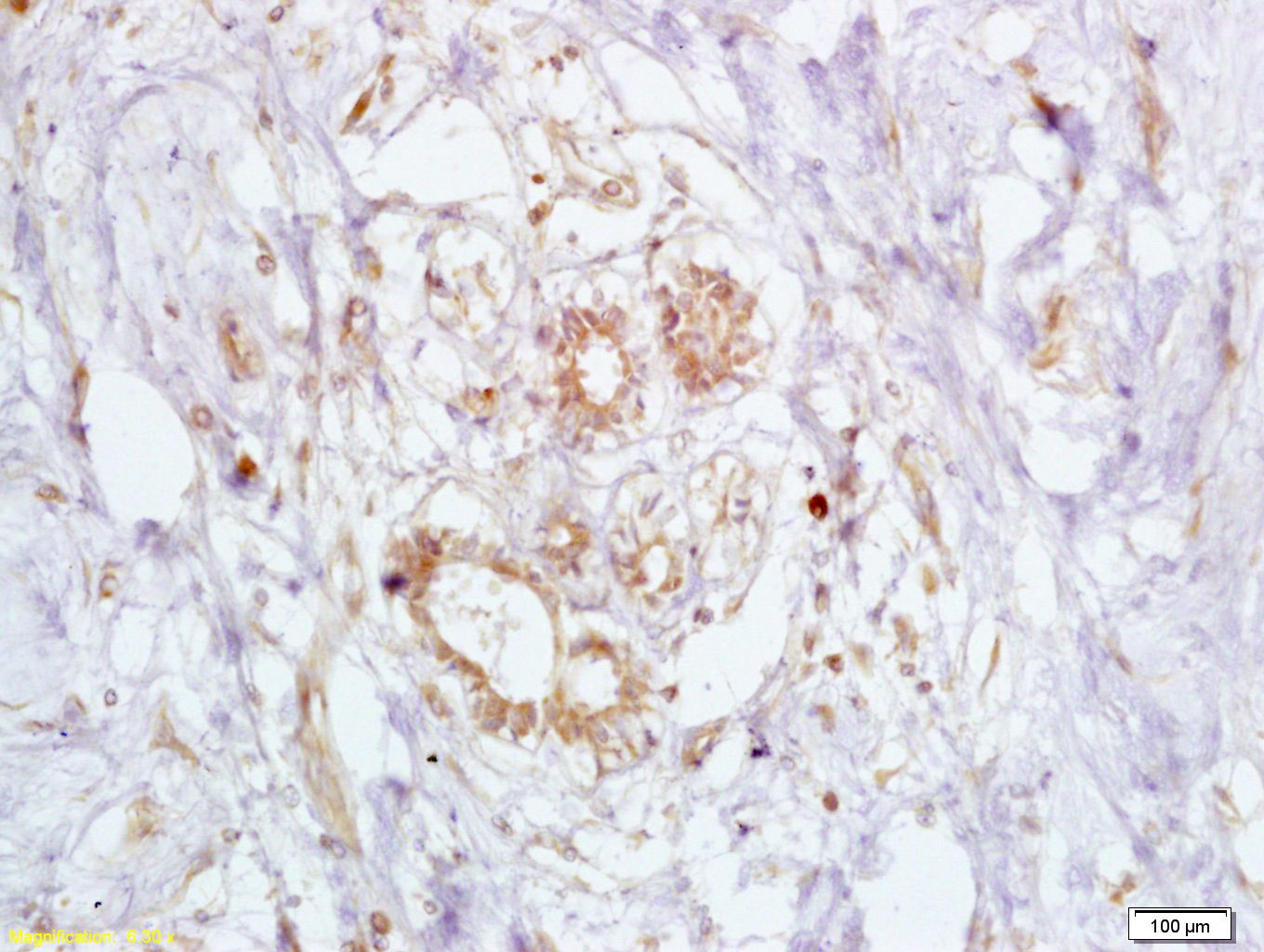 Anti-BRCA2 Polyclonal Antibody