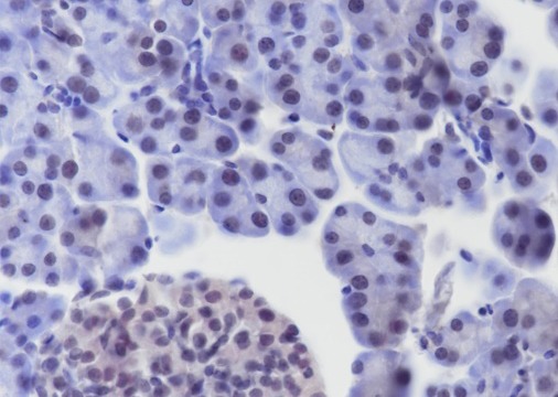 Anti-BMAL1 Antibody (6E793)