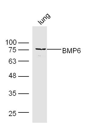 Anti-BMP-6 Polyclonal Antibody