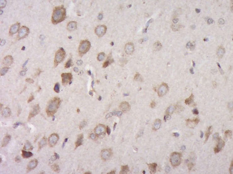 Anti-CCL4 Polyclonal Antibody