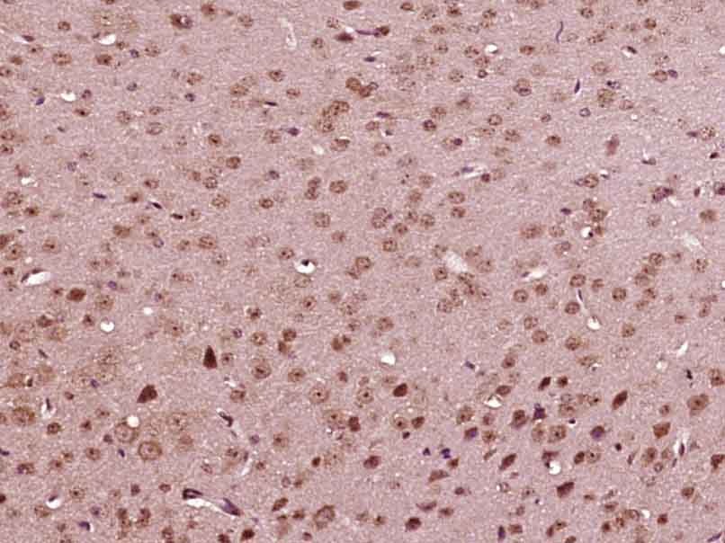 Anti-BMAL1 Polyclonal Antibody