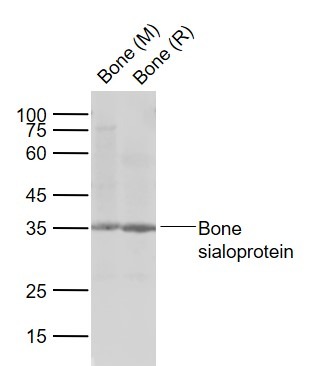 Anti-BSPII Polyclonal Antibody