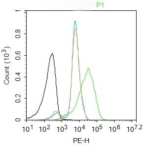 Anti-BRN3A Polyclonal Antibody