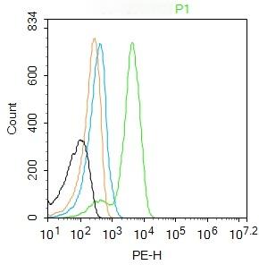 Anti-BNIP3 Polyclonal Antibody